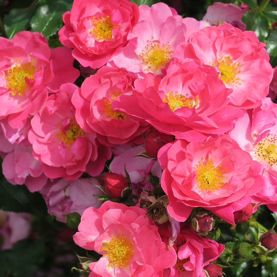 Rosier Aromikeh Hotline® - Bakker