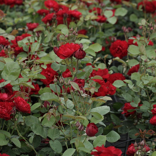 Rosier Lili Marlène, Rosier Lilli Marleen - Bakker