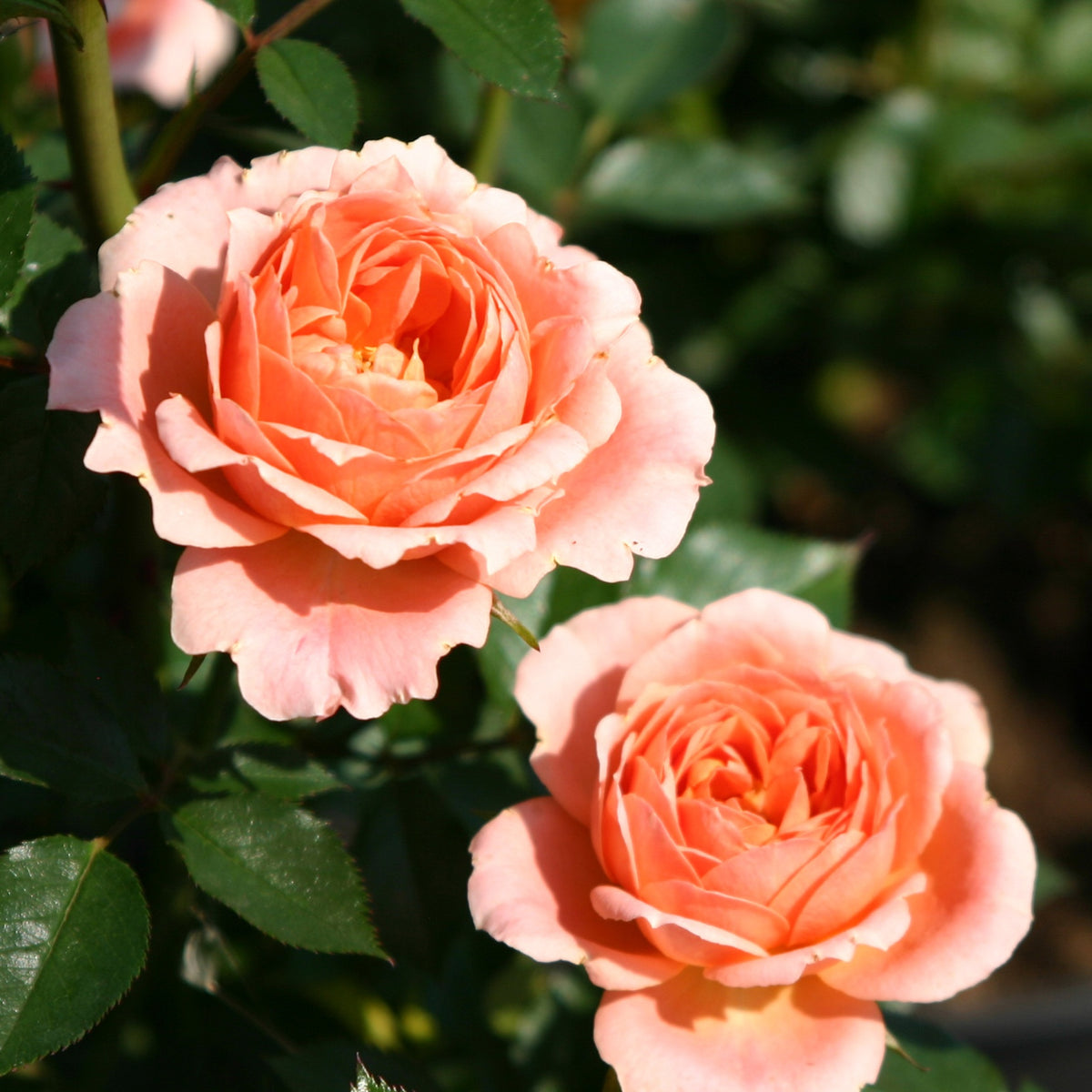 Rosier Sweet Dream ® - Rosa sweet dream ® - Bakker