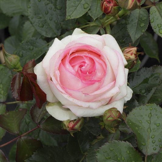 Rosier grimpant Pierre de Ronsard -  Eden Rose 85 - Bakker