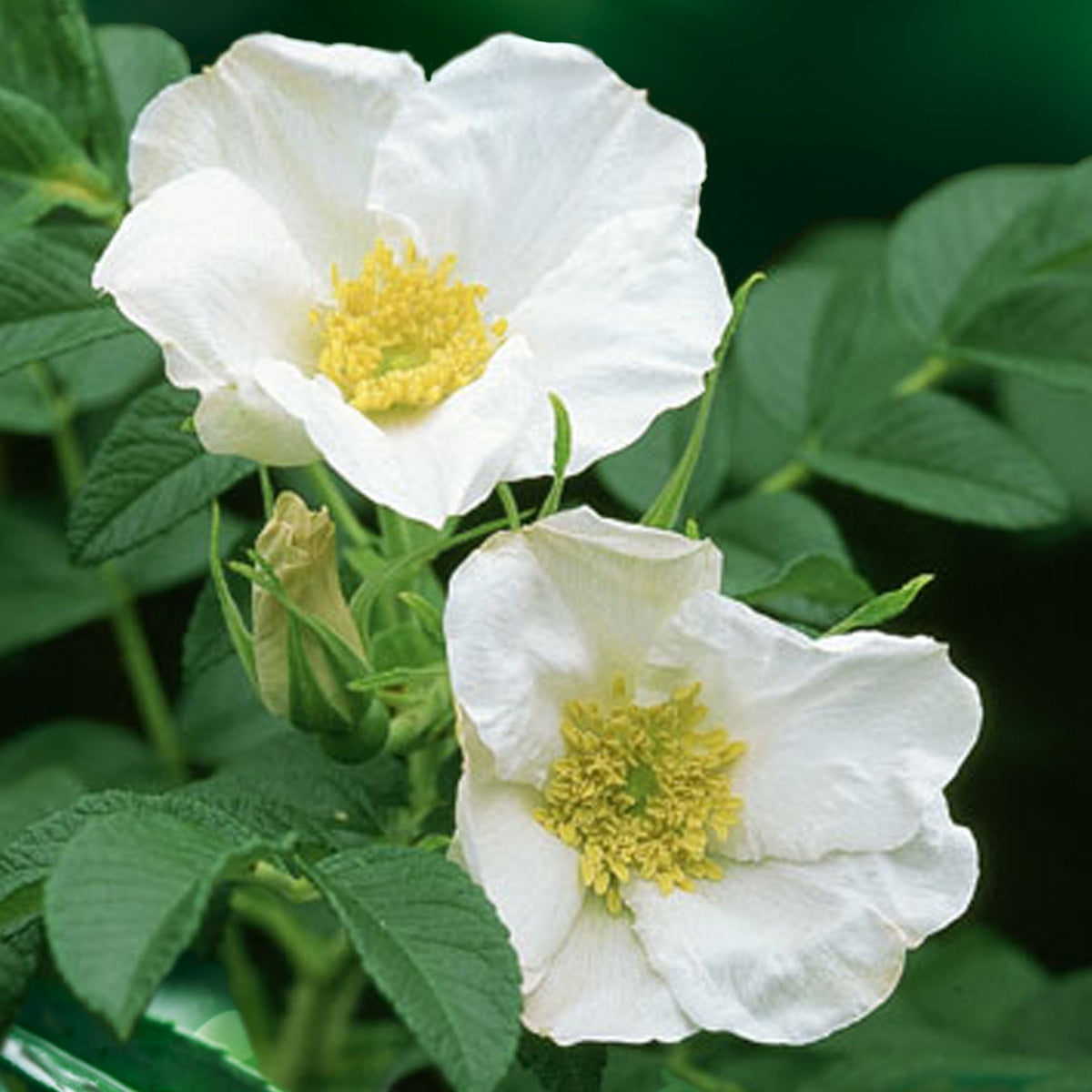 Rosiers - Rosier rugueux à fleurs blanches - Rosa rugosa alba