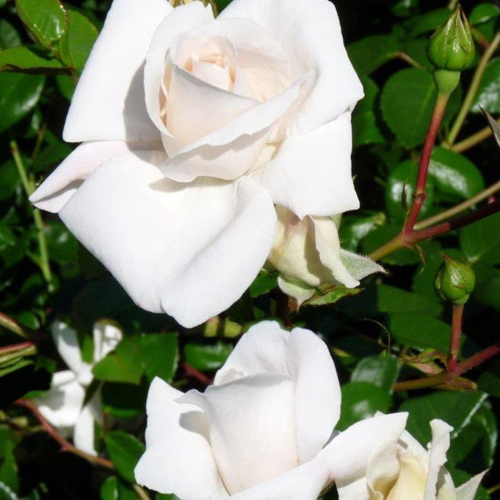 Rosier grimpant White New Dawn - Bakker