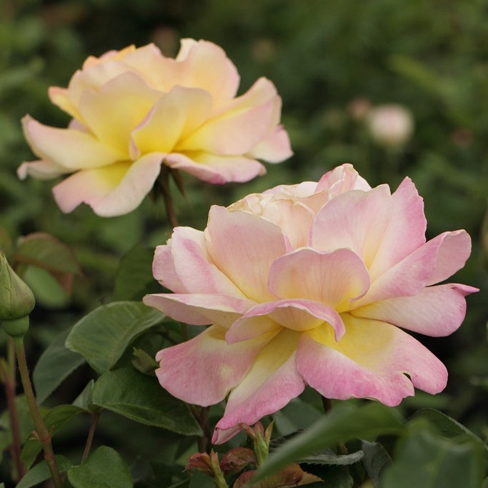 Rosier Mme A. Meilland - Bakker