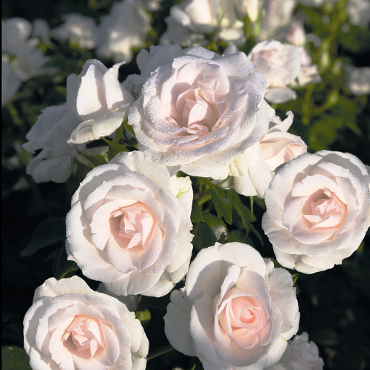 Rosier  Aspirin Rose ® - Bakker