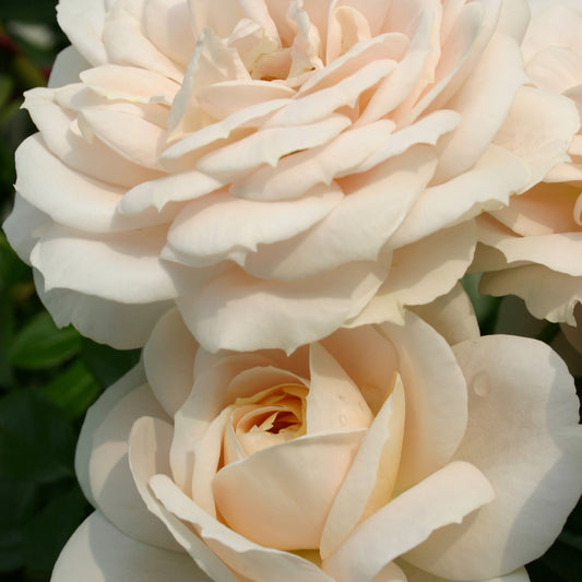 Rosier Lions-Rose ® - Bakker