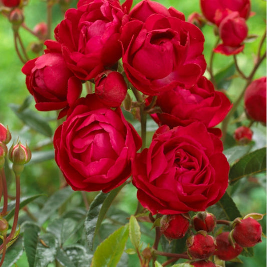 Rosier Fête des Mères - Bakker