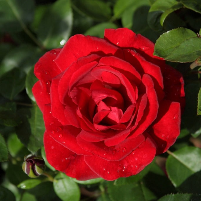 Rosa santana ® - Rosier grimpant 'Santana' - Rosiers grimpants