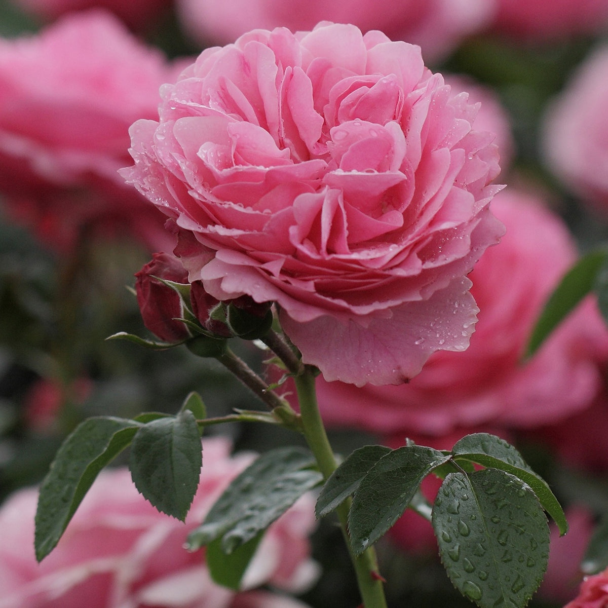 Rosier à fleurs groupées 'Leonard de Vinci' - Bakker