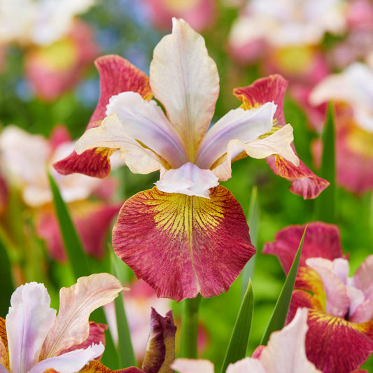 Bakker - 3 Iris de Sibérie Sugar Rush - Iris sibirica 'sugar rush' - Plantes de bassin