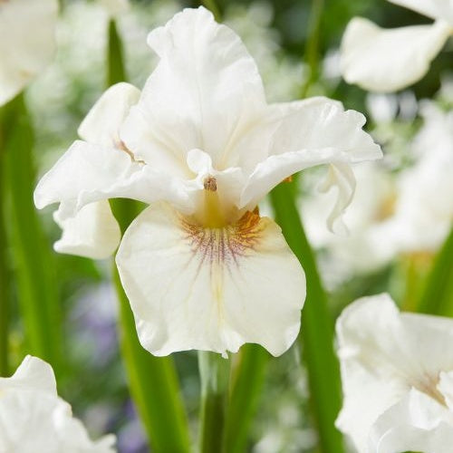 Bakker - Iris de Sibérie Not Quite White - Iris sibirica 'not quite white' - Plantes de bassin