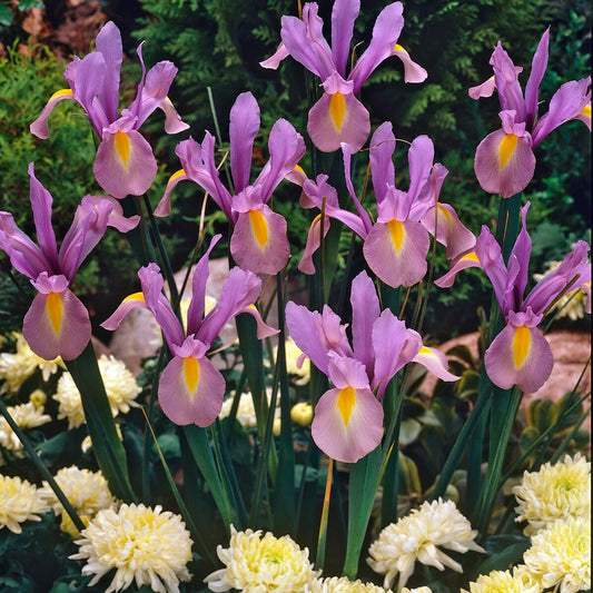 10 Iris de Hollande King Mauve - Bakker