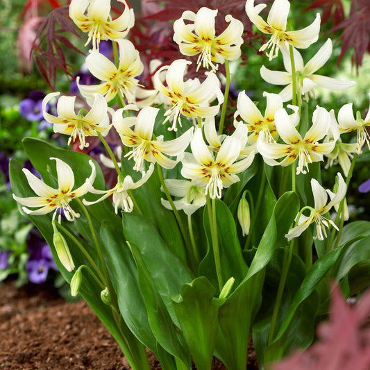 Bakker - Erythrone White beauty - Erythronium 'white beauty' - Bulbes à fleurs