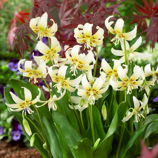 Erythrone White beauty - Bakker