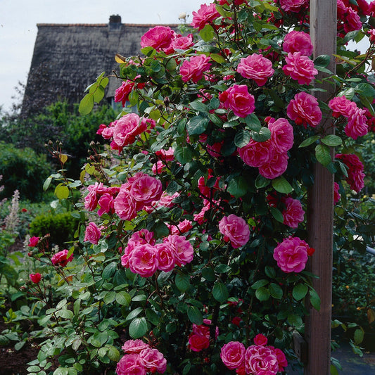 Rosier grimpant rose - Bakker