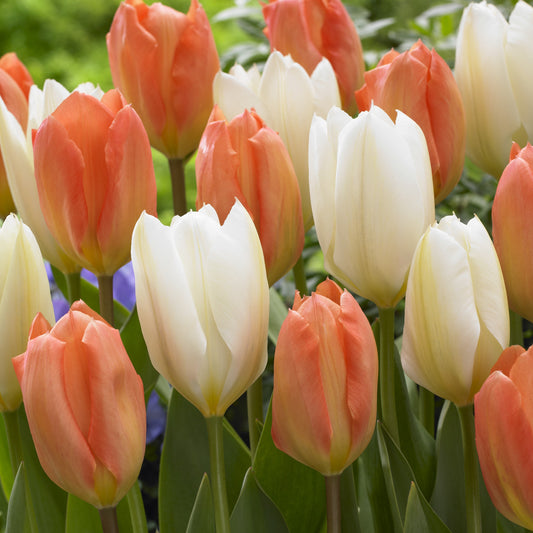 Mélange de 10 tulipes Stockholm - Bakker