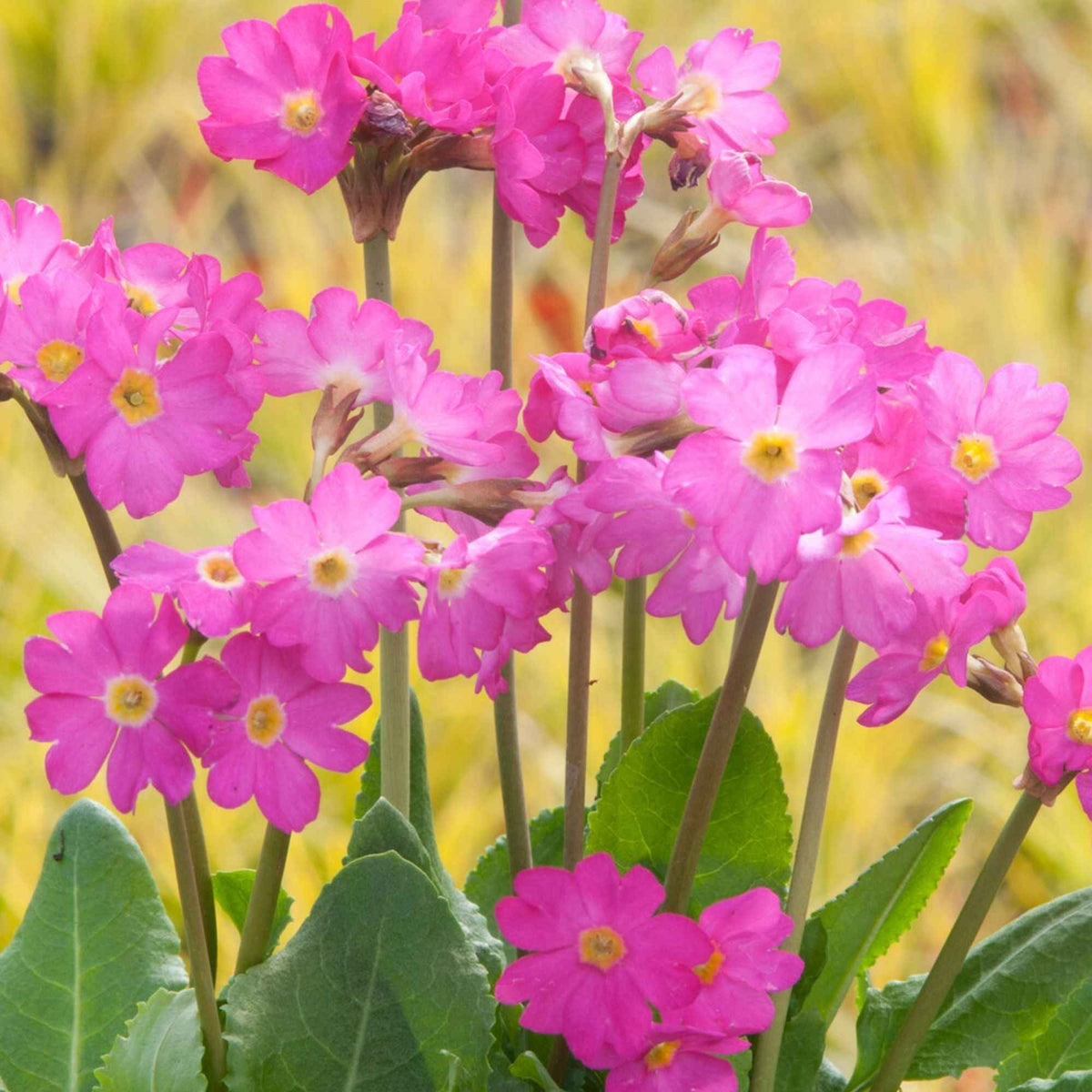 Primevère rose - Bakker