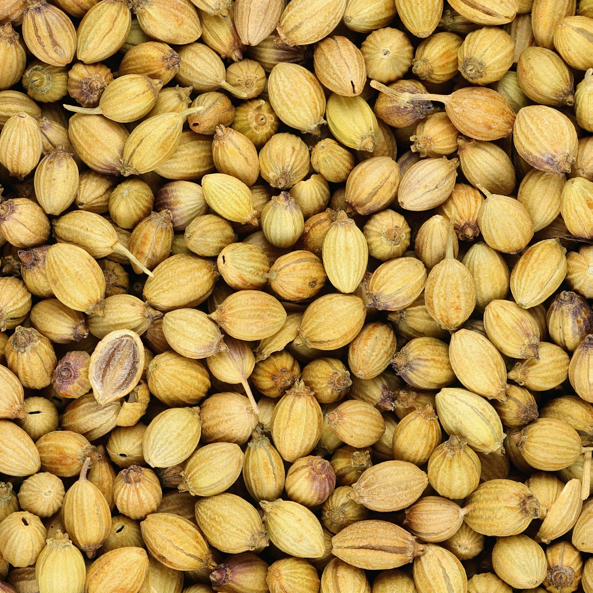Coriandre a graine fine lente à monter - Coriandrum sativum - Bakker