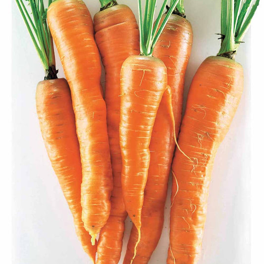 Carotte Géante de Tilques à pétiole vert - Bakker