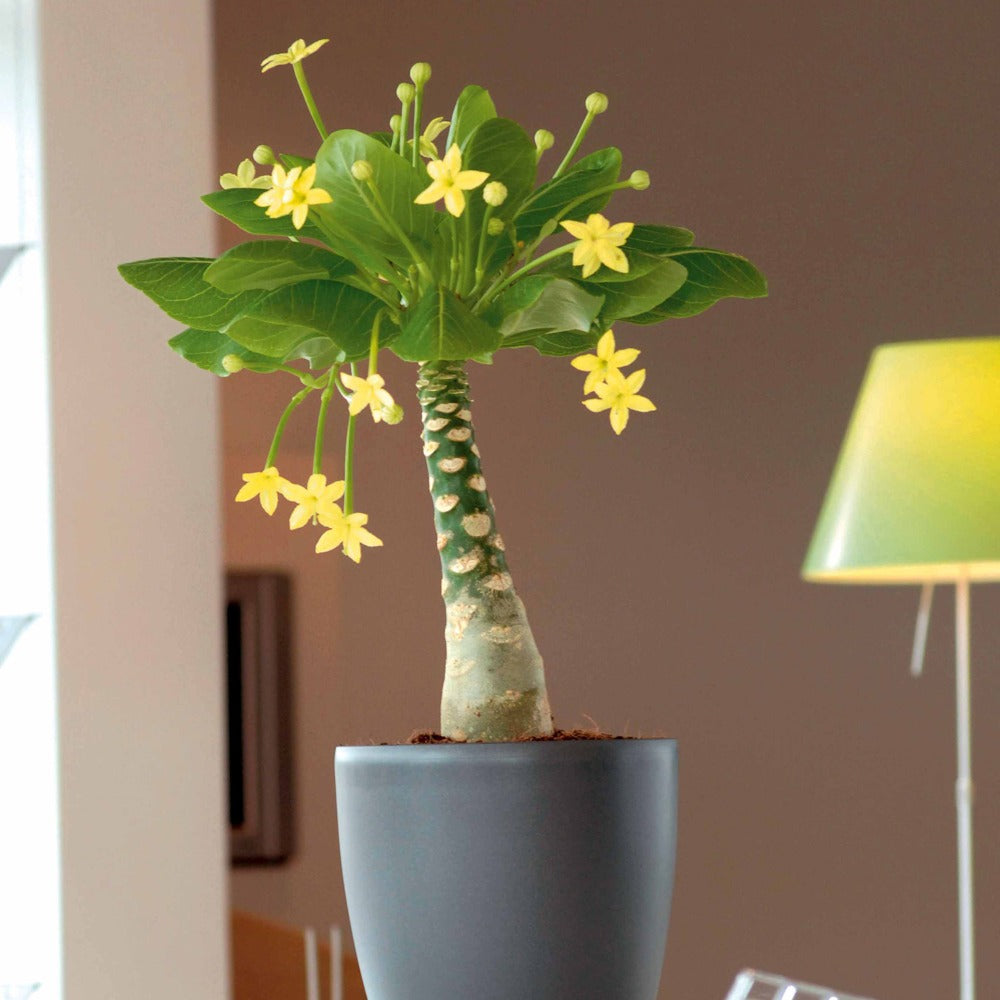 Palmier Hawaïen - Brighamia insignis kirsten - Bakker