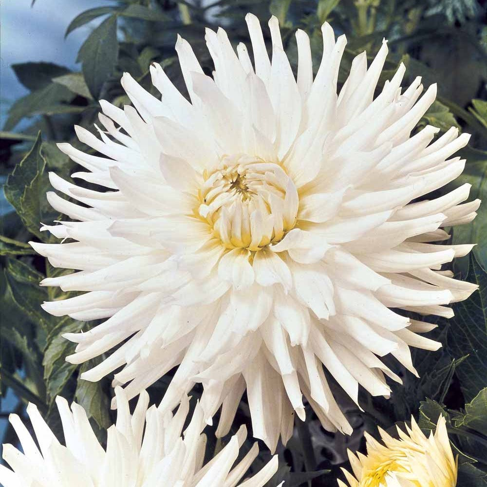 Dahlia White Happiness - 3 Dahlias cactus nain White Happiness - Bulbes de Dahlia