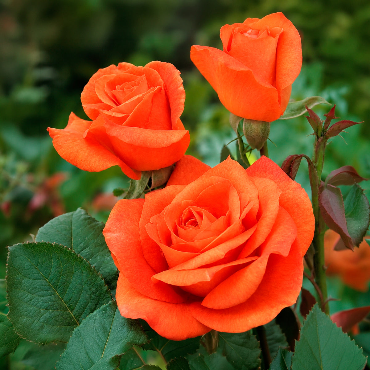 Rosier Orange Supreme - Bakker