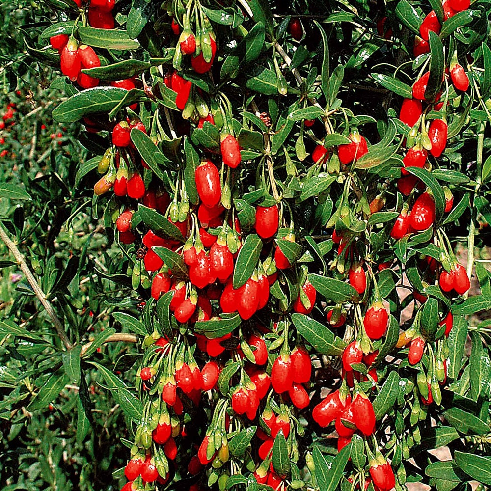 Vente Goji - Lycium barbarum