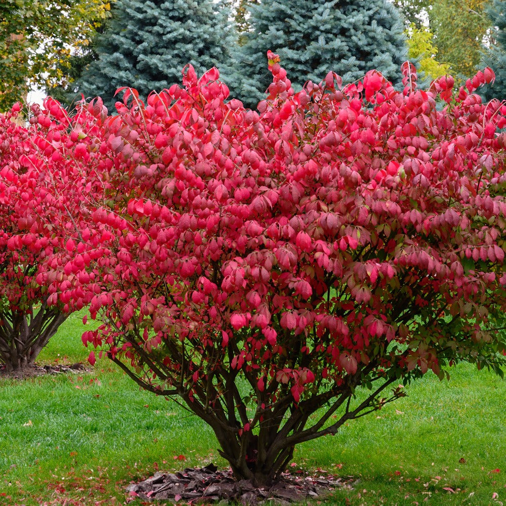 Euonymus alatus - Fusain ailé - Arbustes