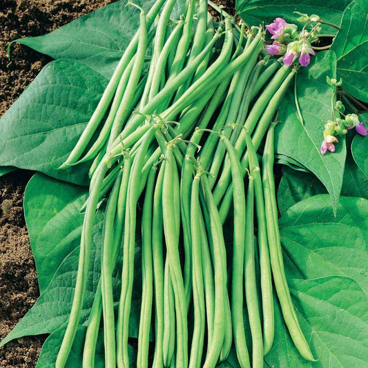 Haricot nain filet sans fil Mascaret - Bakker