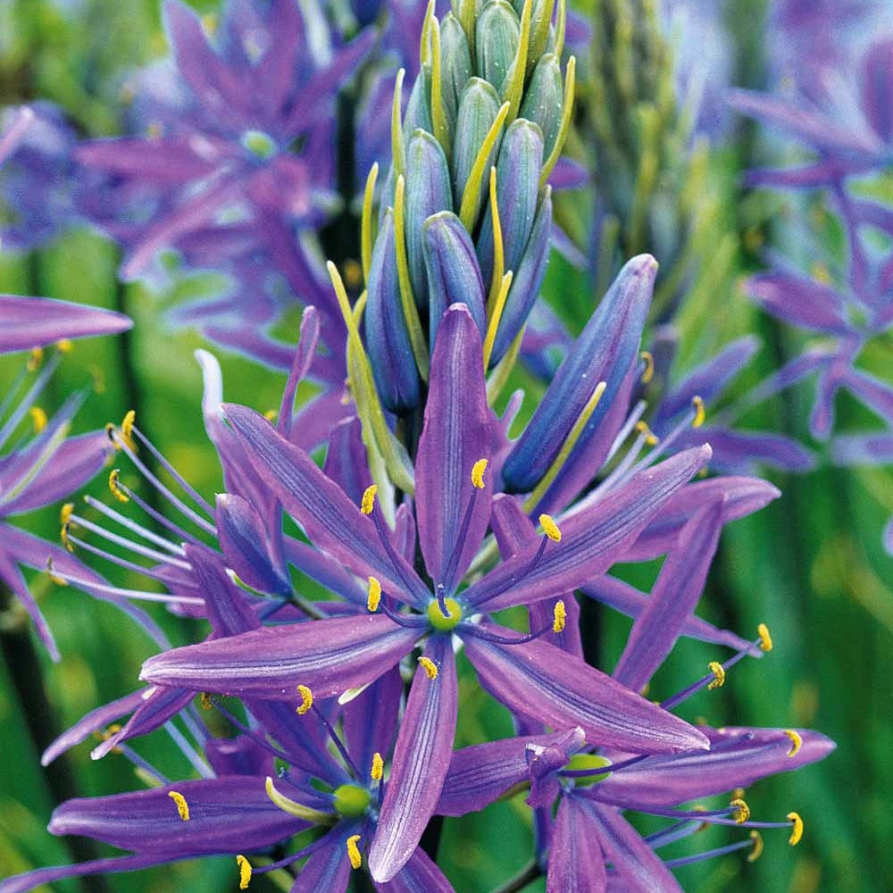 5 Camassias bleus - Camassia leichtlinii caerulea - Bakker