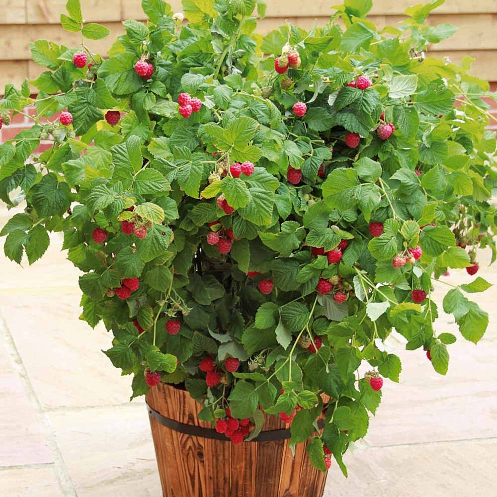 Framboisier nain et compact non remontant Beauté rubis ® - Bakker