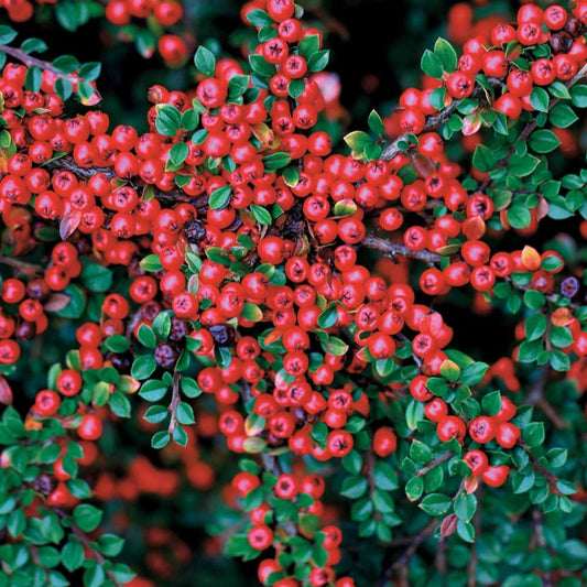 Haie de Cotonéasters - Bakker