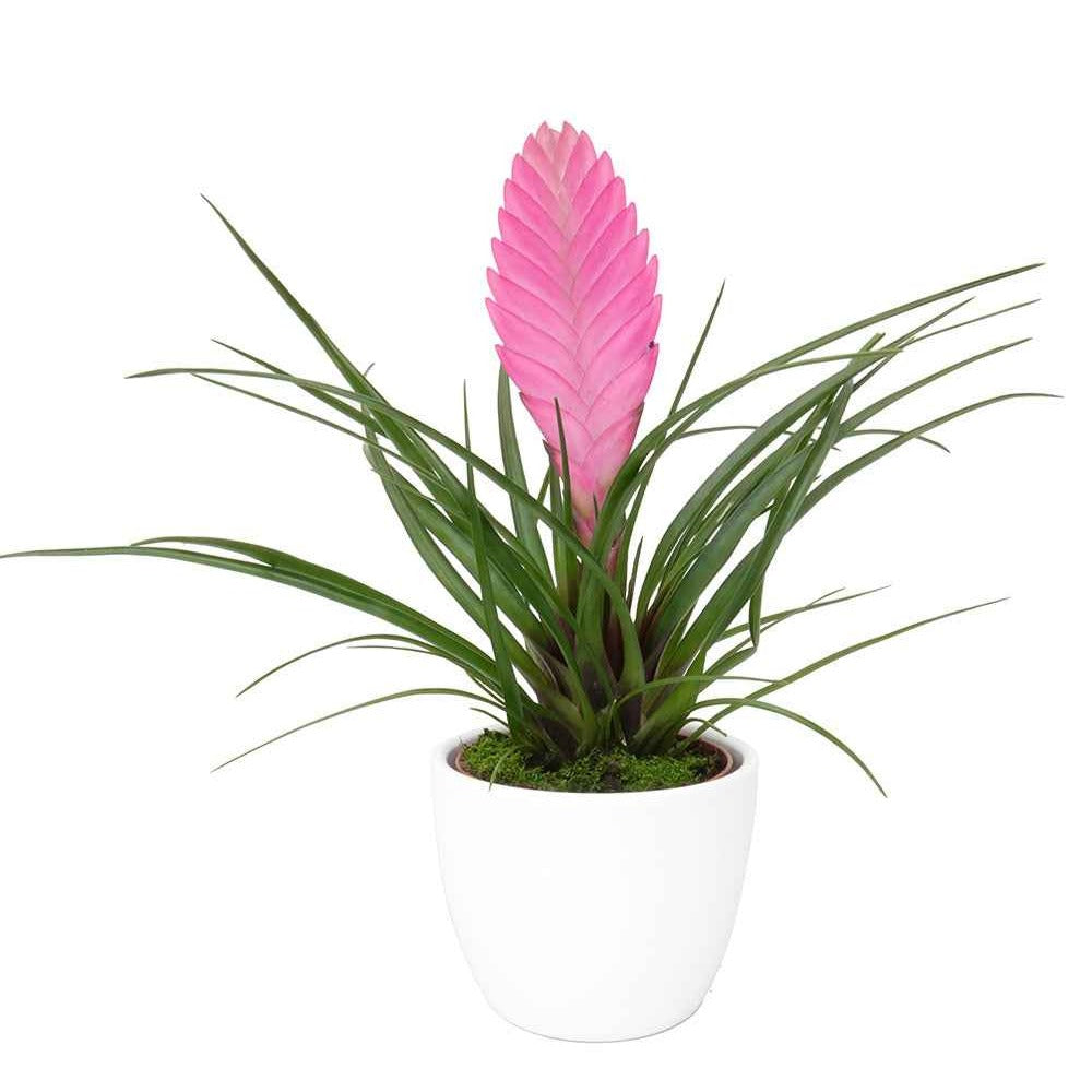 Tillandsia cyanea - Tillandsia bleu - Plantes d'intérieur fleuries