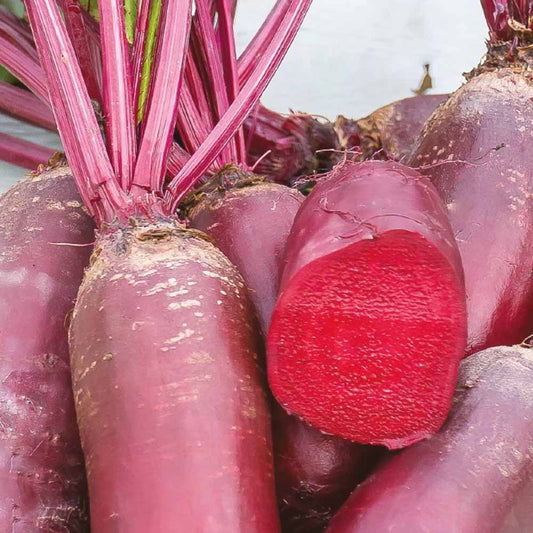 Betterave rouge Cylindra Bio - Bakker