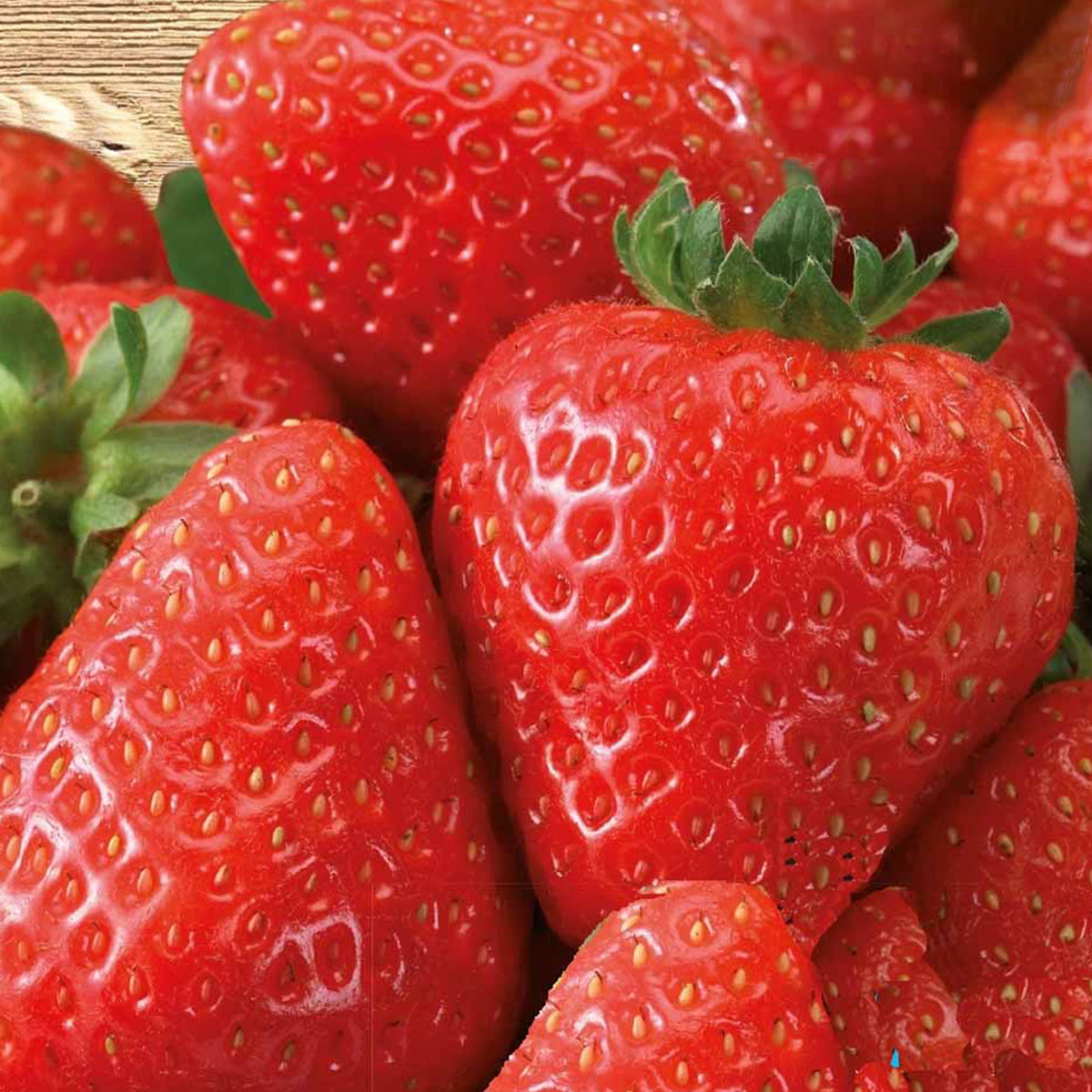 Fraisier à gros fruits Grandian F1 - Fragaria x ananassa grandian f1 - Bakker