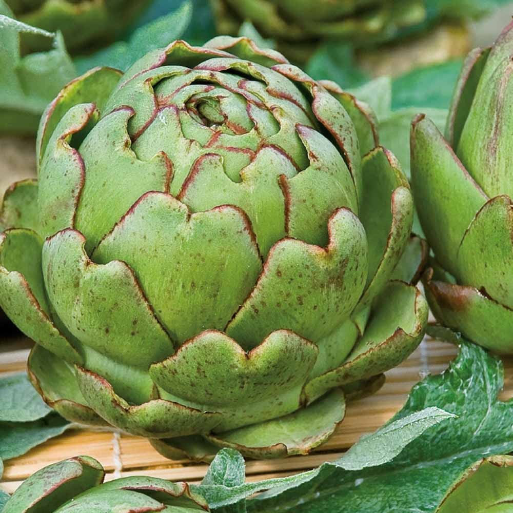Artichaut Vert de Provence - Cynara cardunculus vert de provence - Bakker