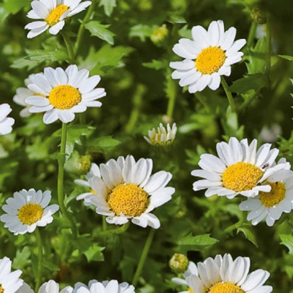 Chrysanthème nain annuel Snow Daisy - Bakker