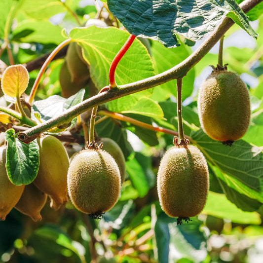 Bakker - Kiwi Hayward - Actinidia deliciosa hayward - Fruitiers