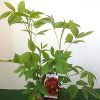 Bakker - Framboisier Zeva - Rubus idaeus zeva - Fruitiers