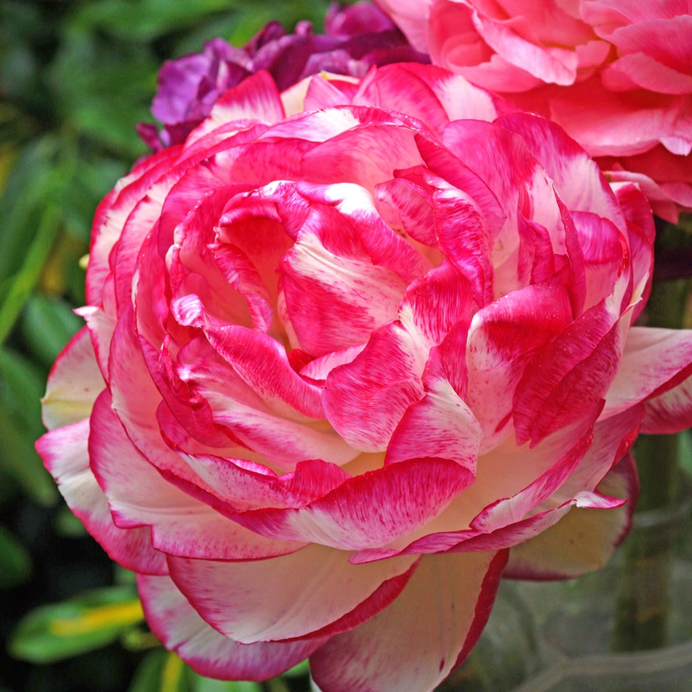 12 Renoncules Picotee Pink - Ranunculus picotee pink - Bakker