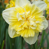 Bakker - 5 Narcisses Ice Kings - Narcissus ice king - Bulbes à fleurs