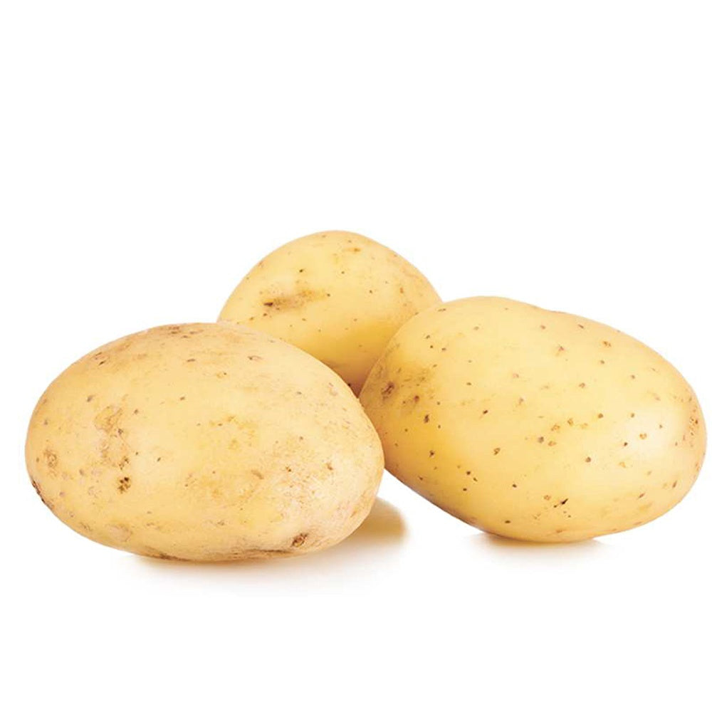 25 Pommes de terre Etincelle - Solanum tuberosum etincelle - Bakker