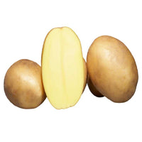 Bakker - 25 Pommes de terre Osiris Bio - Solanum tuberosum osiris - Potager