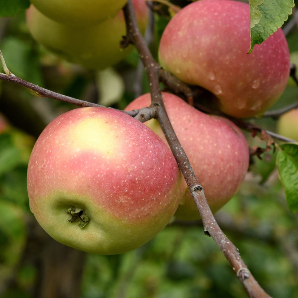 Pommier Melrose - Malus domestica melrose - Bakker