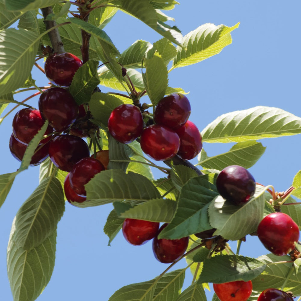 Cerisier Griotte de Montmorency - Prunus avium griotte de montmorency - Bakker