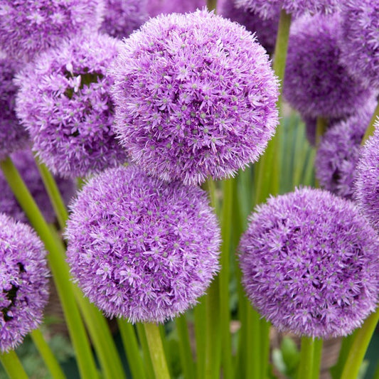 2 Alliums his excellency - Bakker