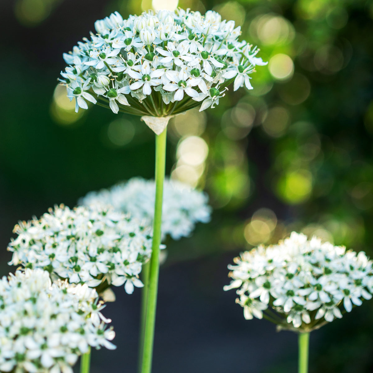 10 Alliums Nigrum - Bakker