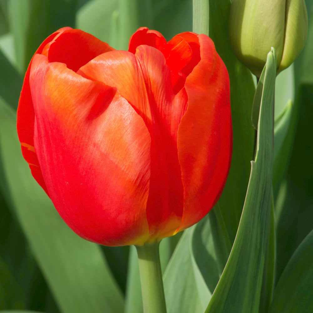 10 Tulipes Triomphe Cadans - Bakker