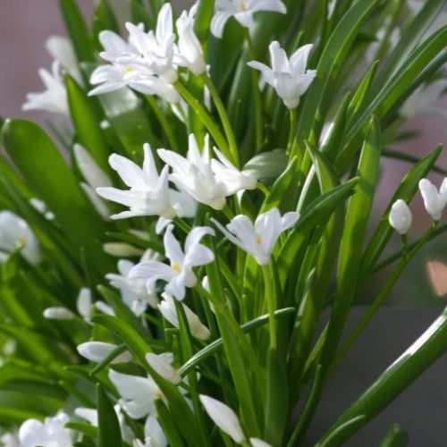 20 Gloires des neiges Luciliae Alba - Bakker