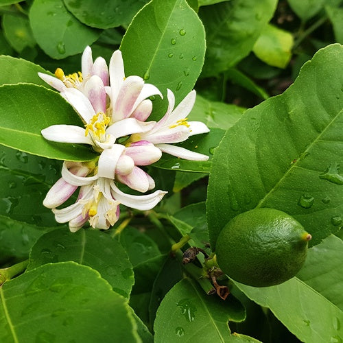 Agrumes - Citron vert - Citrus aurantifolia
