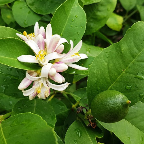 Citrus aurantifolia - Limettier - Agrumes